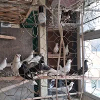 کفتر|پرنده|اصفهان, کوجان|دیوار