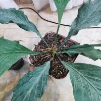 فروش گل|گل و گیاه طبیعی|اصفهان, رهنان|دیوار