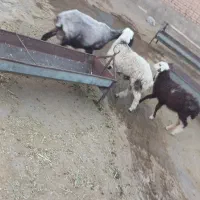 میش بره دوقلو