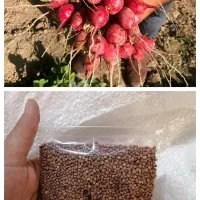 بذر تربچه و سبزی خوردن
