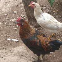 خروس جوان