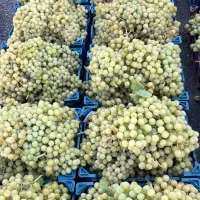 فروش انگور ابگیری
