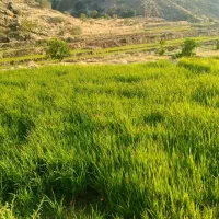تخم چلتوک شمیم