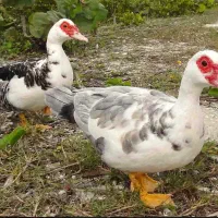 ۴ عدد اردک اسراییلی ماده