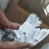 2 عدد کفتر تهرانی