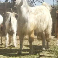 کهره نر