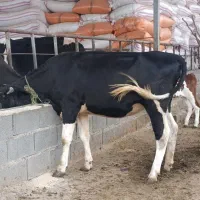 گوساله هلشتاین