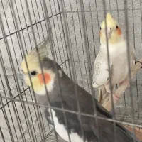 عروس هلندی بالغ جفت