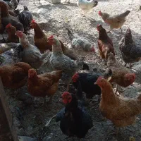 مرغ تخمگذار جوان
