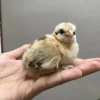 جوجه رنگی وجوجه بومی رسال در اصفهان رایگان