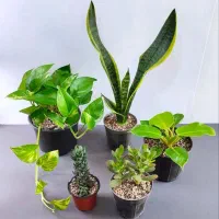 گیاه آپارتمانی و انواع پک اقتصادی