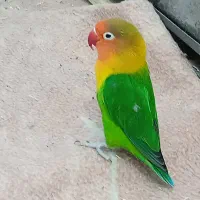 کوتوله برزیلی خوشگل وبانمک قیمت 750