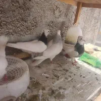 انواع کبوتر