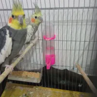 عروس هلندی مولد