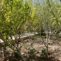 فروش پلاک چاردیواری/معاوضه با ماشین