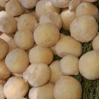 کشک سرحدی|خوردنی و آشامیدنی|سر آسیاب یوسفی, |دیوار