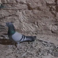 کبوتر پر