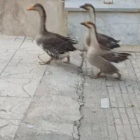 قوغاز و اردک