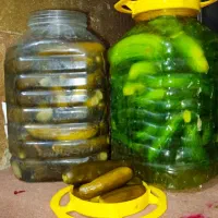 فروش خیارشور محلی