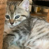 گربه