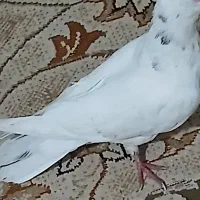 کفتر
