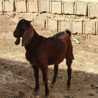 بزغاله نردورگ خوش خوروسرحال