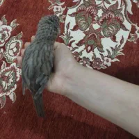 پرنده آواز خان
