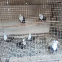 کبوتر کفتر کله سفید کربلایی