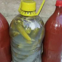 رب و خیارشور خانگی