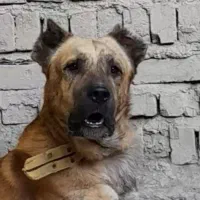 سگ نگهبان
