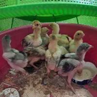 جوجه لاری|حیوانات مزرعه|ماهدشت, |دیوار