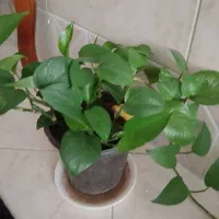 گل‌های پتوس سرحال وشاداب