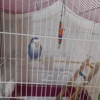 طوطی برزیلی آبی اوپال