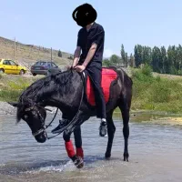 اسب نریون