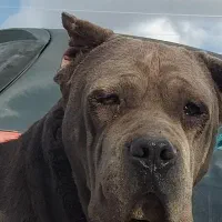 نرگارد کانکرسو واکسی نقره