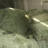 کاه یونجه