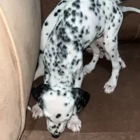 یک جفت نروماده بالمیشن