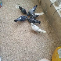 کبوتر
