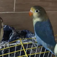 طوطی