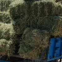 پرس یونجه