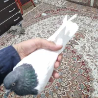 کبوتر کله دار