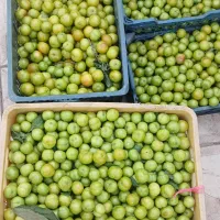 گوجه سبز درشت
