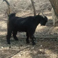 دوتا چپشت چاق
