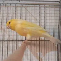قناری نر سوپری