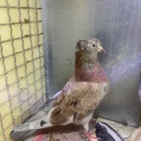 ماده سرور
