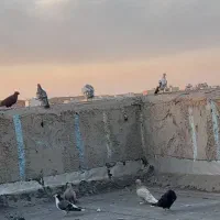پلاکی|پرنده|اهواز, نبوت|دیوار