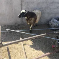 میش جوان