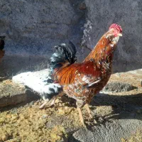گلین|حیوانات مزرعه|تایباد, |دیوار