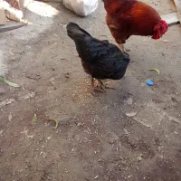 مرغ خروس