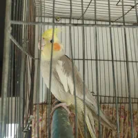 عروس هلندی